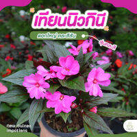 Treeno.9 T375 เทียนนิวกินี ลดราคาพิเศษ มี 5 สีให้เลือก กระถาง 5 นิ้ว New Guinea Impatiens  ต้นไม้ประดับดอกสวย สีสดใส เด่นสะดุดตา สูง 35-45 cm.