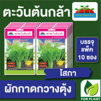 ผักซอง ตะวันต้นกล้า SP เมล็ดพันธุ์ พันธุ์ผัก ผักกาดกวางตุ้ง โสภา บรรจุแพคล่ะ 10 ซอง ราคา 64 บาท