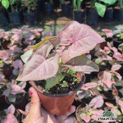 25 เมล็ดพันธุ์ Bonsai เมล็ด เมล็ดพันธุ์ Bonsai ต้นออมชมพู ออมชมพู ต้นไม้ฟอกอากาศ ต้นไม้มงคล ต้นไม้มงคลสวยๆ PINK SYNGONIUM Seed อัตราการงอกของเมล็ด 80-85%