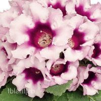 25 เมล็ด Garden seedพันธุ์ เมล็ด กุหลาบนางฟ้า Gloxinia seed อัตราการงอก 80-85%