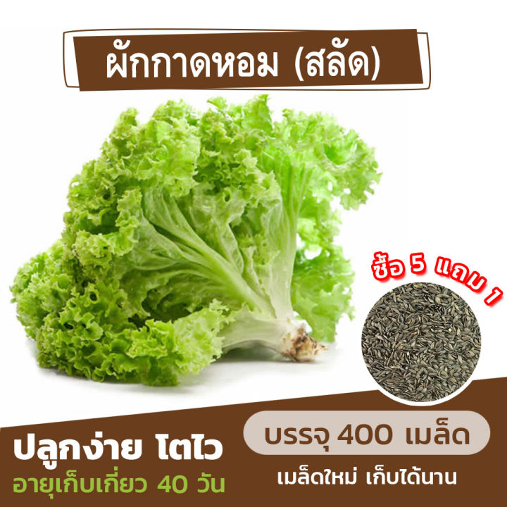 เมล็ดพันธุ์ผักกาดหอม (สลัด) แบ่งขาย 400 เมล็ด (ซื้อ 5 แถม 1)