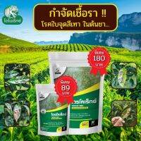 กำจัดเชื้อรา สาเหตุของโรคใบจุดสีเทา ใน ต้นชา ไตรโคเดอร์มา ไตรโคเร็กซ์ ปลอดภัยต่อคนและสัตว์เลี้ยง