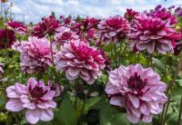 1 หัว/ออเดอร์ รักเร่ Dahlia Bulb สายพันธุ์ CRÈME DE CASSIS หัวรักเร่ ดอกไม้ หัวหน่อ เหง้า นำเข้า เนเธอร์แลน หัวสดใหม่