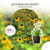 Treeno.9 T349 เดซี่เหลืองออสเตรเลีย (Australian yellow daisy) กระถาง 6 นิ้ว สูง 40-50 cm. ดอกไม้ประดับ ดอกไม้กินได้ (ต้นไม้)