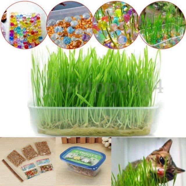 CLEAR Pet Cat Grass Seed Set Crystal Ball and Nutrient
