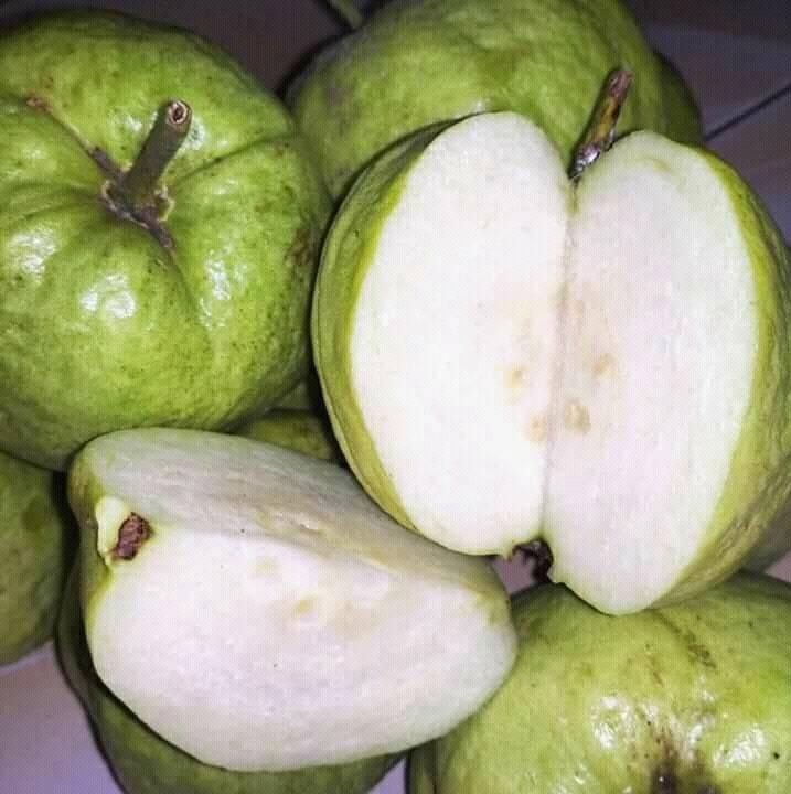 Anak Pokok Jambu Batu Seedless | Lazada