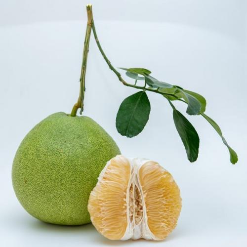 ต้นกล้าส้มโอขาวน้ำผึ้ง-f1-ต้นกล้าส้มโอขาวน้ำตาลมาตรฐาน-ความสูง-60-70ซม
