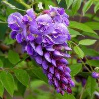 10 เมล็ดพันธุ์ เมล็ด วิสทีเรีย ดอกฟูจิ ไม้เถาวัลย์ ไม้ริมรั้ว สายพันธุ์ Amethyst Falls American Wisteria ดอกสีม่วง (Wisteria) Seeds