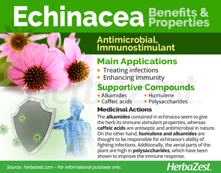 เอ็กไคนาเซีย-echinacea-400-mg-100-capsules-swanson