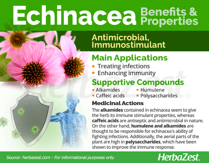 echinacea-purpurea-herb-30-ml-natures-way-alcohol-free-เอ็กไคนาเซีย-แบบน้ำ