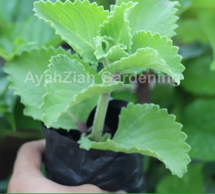 Oregano Live Plant + Seedling Pot / Fertilizer 46 leaves very