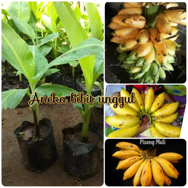 Bibit Buah Pisang Muli Atau Pisang Gadis Atau Pisang Lampung Aneka