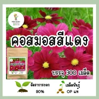 เมล็ดพันธุ์ คอสมอสสีแดง 300เมล็ด