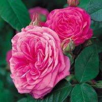 30 เมล็ด เมล็ดพันธุ์ Gertrude Jekyll สายพันธุ์อังกฤษ ดอกกุหลาบ นำเข้าจากอังกฤษ ดอกใหญ่ พร้อมคู่มือปลูก English Rose Seed