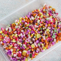 140pcs Mix Beautiful Real Dried Flowers Natural Floral for Art Craft Scrapbooking Resin Jewelry Craft Making Epoxy Mold