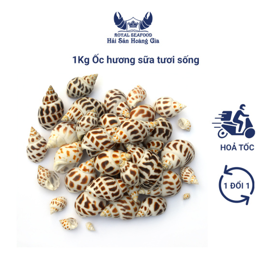 Chỉ giao nội thành hcm ốc hương tươi sống size 40-50 con kg - hải sản - ảnh sản phẩm 1