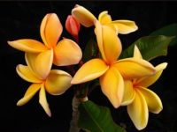 5 เมล็ด ลีลาวดี Frangipani , Pagoda Tree, Hawaii Plumeria สายพันธุ์ Kaleinani Plumeria สีเหลือง ต้นไม้มงคล ปลูกประดับเพิ่มพลังบวก