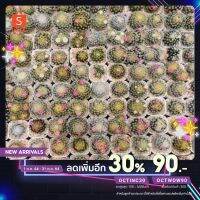 สุดคุ้ม โปรโมชั่น [เหลือ 126 .- ใส่ "OCTINC30"] สายดอกหวานบานแฉ่งMammillaria schiedeana แมมขนนกเหลืองSize4cm ราคาคุ้มค่า พรรณ ไม้ น้ำ พรรณ ไม้ ทุก ชนิด พรรณ ไม้ น้ำ สวยงาม พรรณ ไม้ มงคล