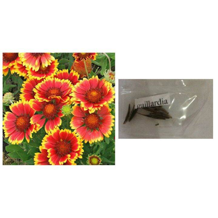 Gaillardia blanket flower plant seeds Lazada PH