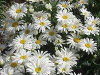 เมล็ดพันธุ์นำเข้าจาก อังกฤษ เมล็ดพันธุ์ Garden Seed Chrysanthemum leucanthemum ox eye daisy white breeze 100 เมล็ด