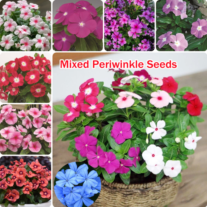 Ready Stock 100 Seeds Rare Periwinkle Flower Seeds Benih Pokok Bunga