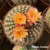 ขายดีอันดับ1 (nan gy)เพชร แคคตัส cacuts Notocactus rauschii (Parodia fusca) Orange flowers 7-8cm คุ้มสุดสุด ต้นไม้ ฟอก อากาศ กระถาง ต้นไม้ ไม้ ประดับ ต้นไม้ ปลูก ใน บ้าน