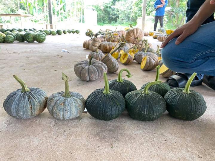 เมล็ดพันธุ์ฟักทองพจมาน-ตะวันต้นกล้า-ขนาด-100-กรัม