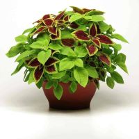 50 เมล็ด เมล็ดพันธุ์ ฤาษีผสม Coleus Seed เปอร์เซ็นการงอก  80-90% มีคู่มือปลูก