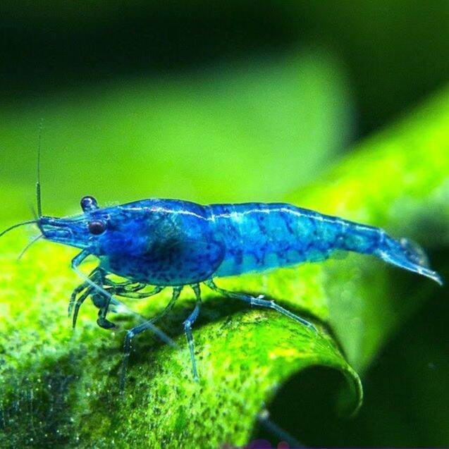 Blue diamond Shrimp 10pcs Neocaridina davidi | Lazada