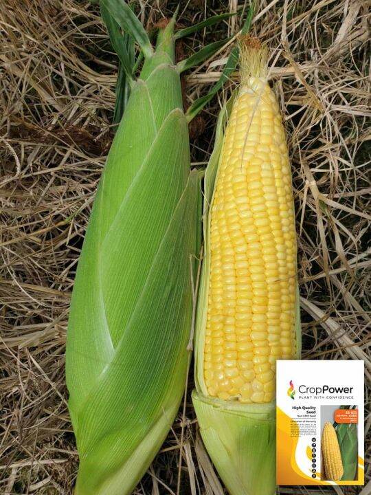 Benih Jagung Manis Sweet Corn Seeds Crop Power F Asia Manis Not Plants Lazada Ph