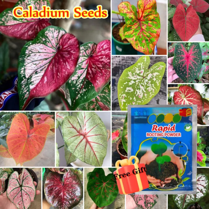 Ready Stock Mix Colour 100PCS Caladium Seeds Bonsai Seeds for Planting Flowers Seeds Indoor and