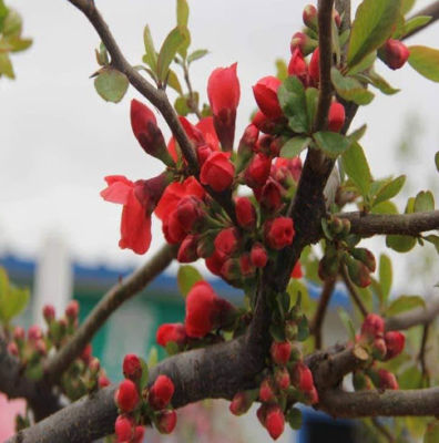ต้น ควินซ์ ควินซ์สีแดง (Chinese Quince) อายุต้น 1 ปี+  สูง 50-70 ซ.ม. ต้นไม้นำเข้า