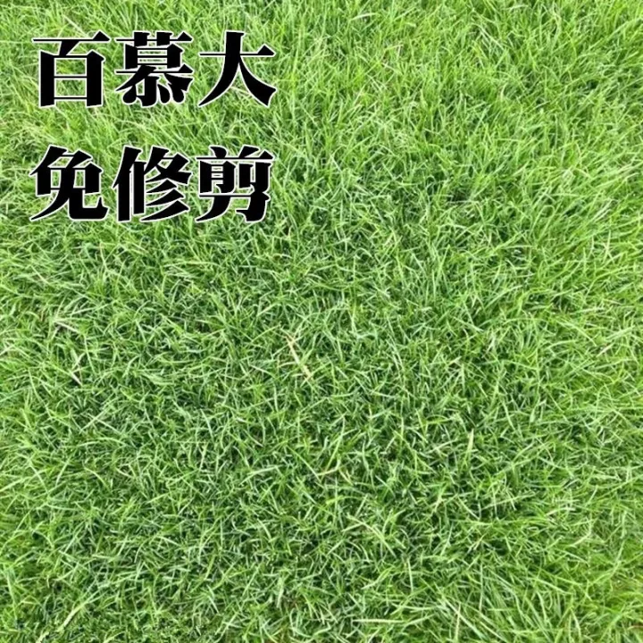 Dwarf Bermuda grass green evergreen lawn grass seed to drought resistance to trample the