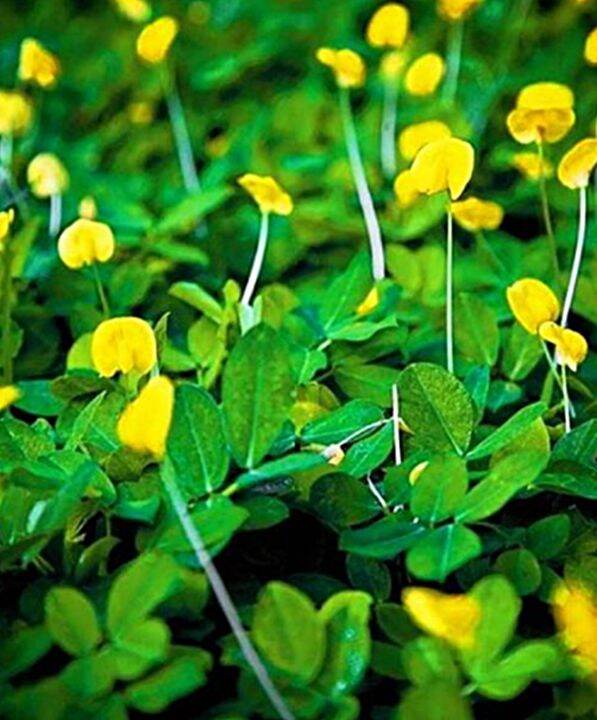 ขายส่ง-100-เมล็ด-ถั่วบราซิล-arachis-pintoi-มีชื่อเรียกอย่างอื่นว่า-ถั่วพินตอย-ถั่วปิ่นโต-pinto-peanut-ถั่วลิสงเถา-ถั่วเปรู-ถั่วอมาริลโล-amarillo-peanut