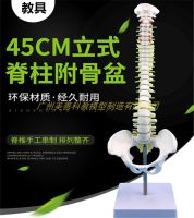 45 cm body simulation practice adult medicine bonesetting cervical lumbar spine model vertical hard lumbar spine