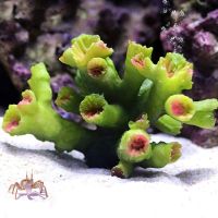 hot【cw】 Decoration Simulated Coral New Aquarium Ornaments for Y5GB