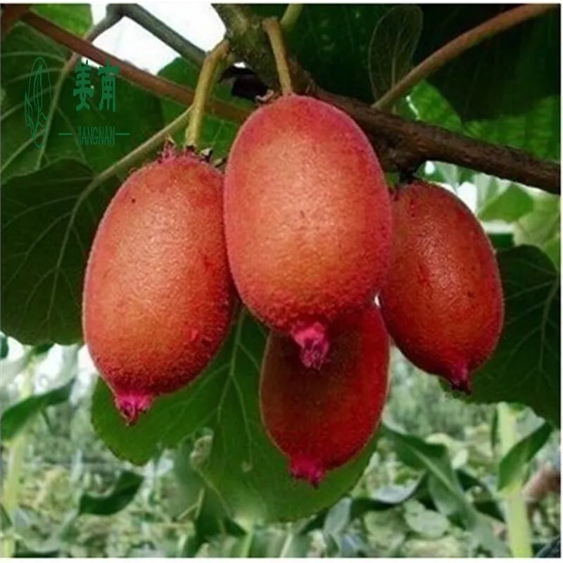 Kiwi Seeds Kiwi Berry Kiwi Fruit Organic Fruit Seeds - TonySeeds