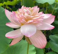 5 เมล็ด บัวนอก บัวนำเข้า บัวสายพันธุ์ Dreamland of Taoling LOTUS สีชมพู สวยงาม ปลูกในสภาพอากาศประเทศไทยได้ ขยายพันธุ์ง่าย เมล็ดสด