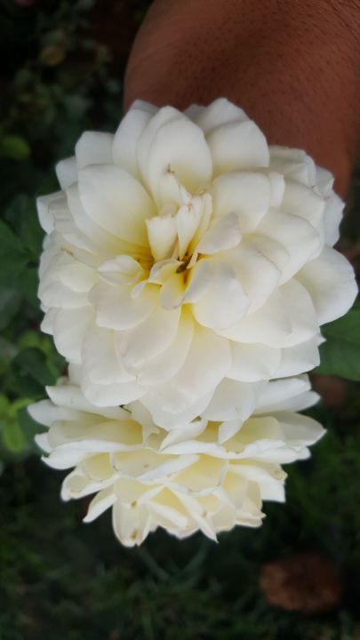 กุหลาบต้นสีขาวดอกกลิ่นหอม
