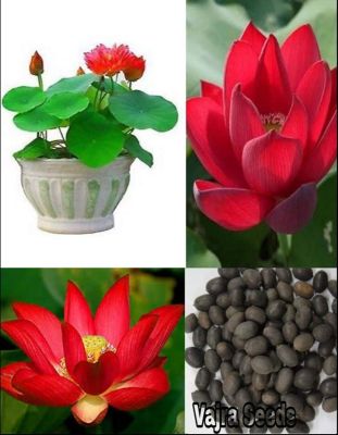 5 เมล็ด เมล็ดบัว ดอกสีแดง เข้ม ดอกใหญ่ ของแท้ 100% เมล็ดพันธุ์บัวดอกบัว ปลูกบัว เม็ดบัว สวนบัว บัวอ่าง Lotus seeds.