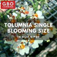 {AMO การตกแต่งสวน} TOLUMNIA กล้วยไม้ ONCIDIUM MINI MINI