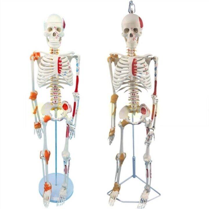 small-white-skeleton-model-of-human-body-medical-skeleton-skeleton-spine-85-cm-disc-ligament-with-neuromuscular-staining