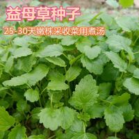 Chinese herbal seeds-Motherwort Edible Motherwort Balcony planting vegetables Explosive rapeseed