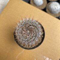 ( สุดคุ้ม+++ ) แมมมิลาเลีย สไปโนซิสซิมา (mammilaria spainosissima) ราคาถูก พรรณ ไม้ น้ำ พรรณ ไม้ ทุก ชนิด พรรณ ไม้ น้ำ สวยงาม พรรณ ไม้ มงคล