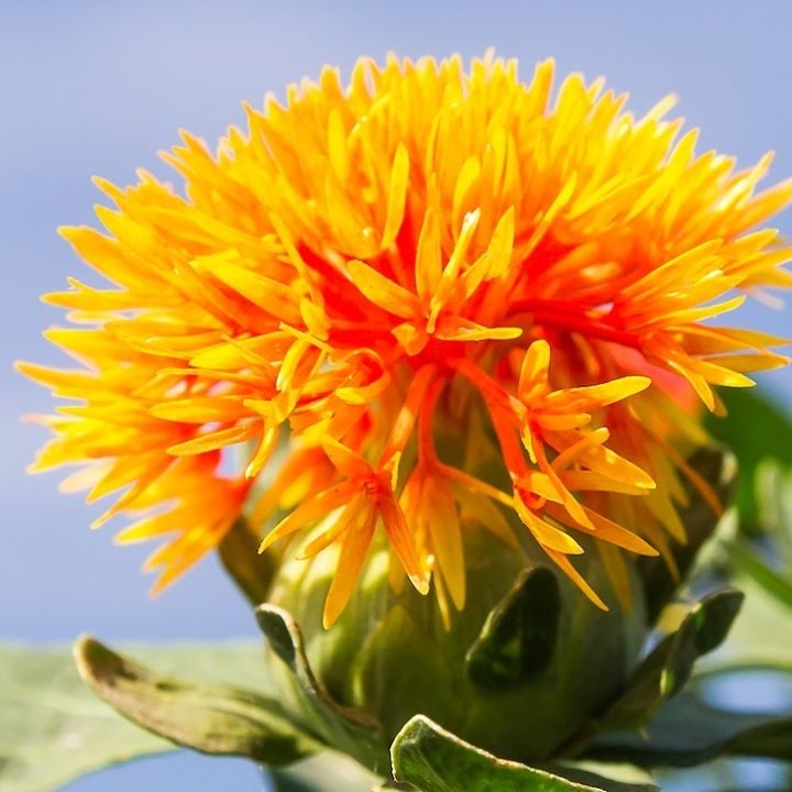 ดอกคำฝอย-safflower-seeds-เมล็ดพันธุ์ดอกคำฝอย-บรรจุ-50-เมล็ด