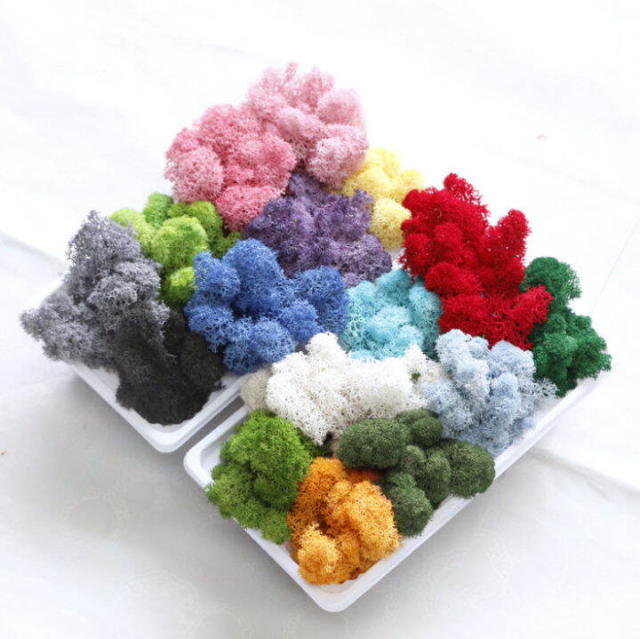 [HCM]Rêu tuần lộc trang trí tiểu cảnh terrarium tạo cảnh san hô hồ