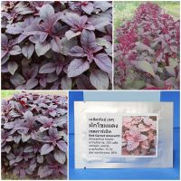 เมล็ดพันธุ์ ผักโขมแดง Red Garnet Amaranth Seed 500 เมล็ด คุณภาพดี ราคาถูก ของแท้