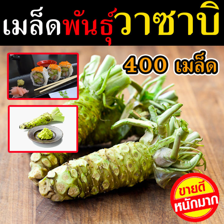 พร้อมส่ง-เมล็ดพันธุ์-วาซาบิ-400-เมล็ด-เผ็ดร้อน-รสชาติเฉพาะตัว-ปลูกง่าย-เมล็ดผัก