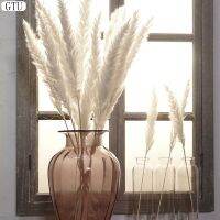 GTU กกแห้ง15ชิ้นเครื่องประดับเครื่องตกแต่งหน้าต่างหญ้า Phragmites ดอกไม้ DIY สำหรับงานเลี้ยงเจ้าสาวการตกแต่งบ้านเด็ก