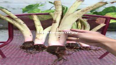 ( PRO+++ ) โปรแน่น.. Colocasia yellow widow หน้ากากทอง ส่งแบบตัดใบห่อตุ้มราก ราคาสุดคุ้ม พรรณ ไม้ น้ำ พรรณ ไม้ ทุก ชนิด พรรณ ไม้ น้ำ สวยงาม พรรณ ไม้ มงคล